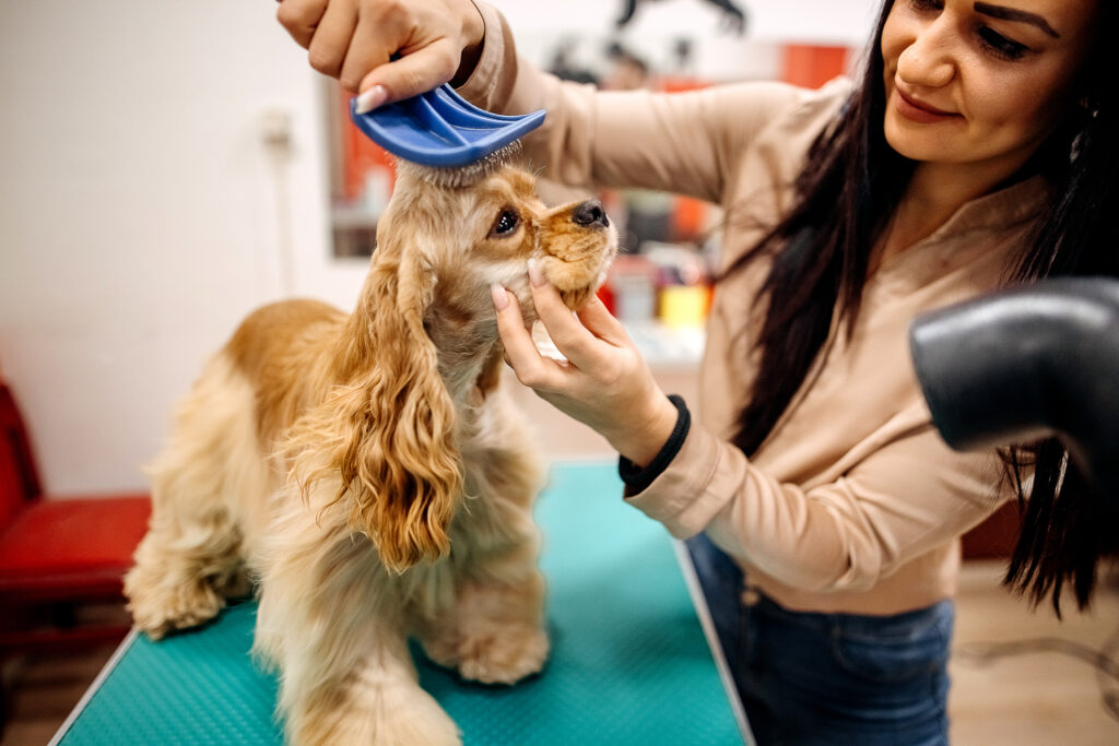 Existenzgründung: Inhaberin eines Hunde-Salons föhnt Hund